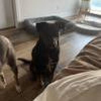 Mixed Breed Dogs Available for Adoption - Fendi | PetCurious