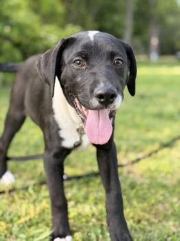 Mixed Breed Dogs Available for Adoption in Joppa, Alabama - River | PetCurious