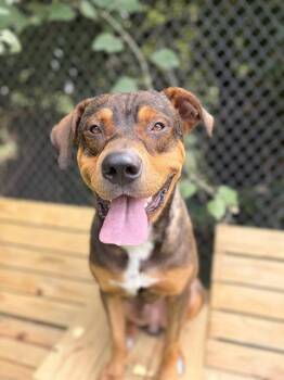 KIKO -  American Staffordshire Terrier and Mixed Breed Dog for Adoption in Houston, Texas - KIKO | PetCurious