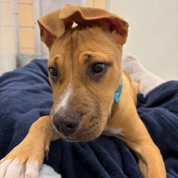 Mulder -  Pit Bull Terrier Dog for Adoption in Riverwoods, Illinois - Mulder | PetCurious