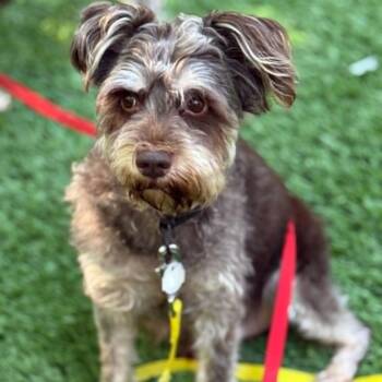 Thomas (part of bonded pair) -  Miniature Schnauzer Dog for Adoption in Homer Glen, Illinois - Thomas (part Of Bonded Pair) | PetCurious