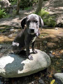 Van -  Terrier Dog for Adoption in Sunnyvale, California - Van | PetCurious