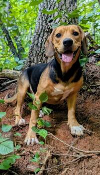 Peaches -  Beagle Dog for Adoption in Sylva, North Carolina - Peaches | PetCurious