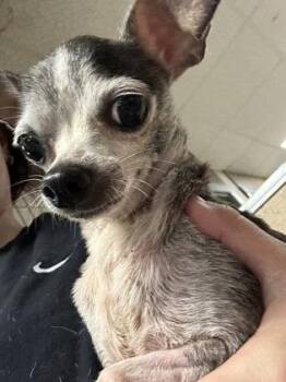 Milky Way -  Chihuahua Dog for Adoption - Milky Way | PetCurious