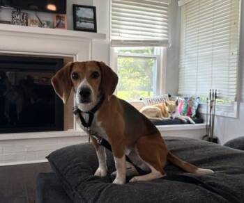 Sesame -  Beagle Dog for Adoption in Downers Grove, Illinois - Sesame | PetCurious