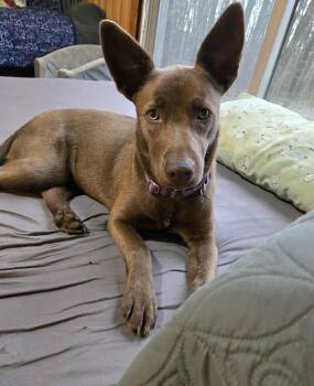 Husky and Chocolate Labrador Retriever Dogs Available for Adoption in Friendship, New York - Sadys  | PetCurious