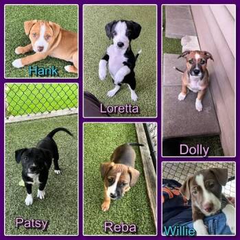 Pit Bull Terrier and Dachshund Dogs Available for Adoption in Traverse City, Michigan - Country Music Legends- Puppies | PetCurious