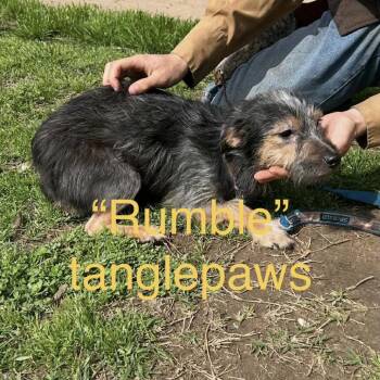 Yorkshire Terrier and Fox Terrier Dogs Available for Adoption - Rumble Tanglepaws | PetCurious
