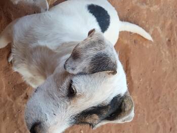 Bullseye -  Chiweenie Dog for Adoption in El Paso, Texas - Bullseye | PetCurious