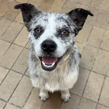Terrier Dogs Available for Adoption in Birmingham, Alabama - Spot | PetCurious