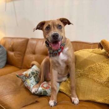 Marley Sunshine Silly Sweetie -  Labrador Retriever and Pit Bull Terrier Dog for Adoption in Friendswood, Texas - Marley Sunshine Silly Sweetie | PetCurious
