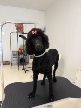 Naya -  Standard Poodle Dog for Adoption in Sunrise, Florida - Naya | PetCurious