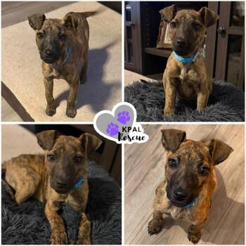 Cocoa -  Mixed Breed Dog for Adoption in Kenai, Alaska - Cocoa | PetCurious