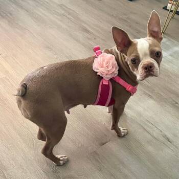Noel in MO -  Boston Terrier Dog for Adoption - Noel In MO | PetCurious