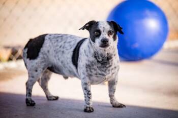 Chihuahua and Dachshund Dogs Available for Adoption - Scooby Doo | PetCurious