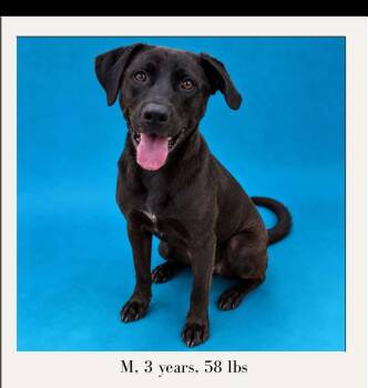 Dexter -  Black Labrador Retriever Dog for Adoption in Cuyahoga Falls, Ohio - Dexter | PetCurious