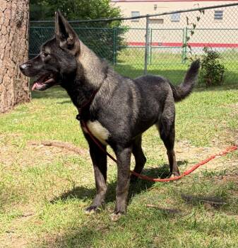 River -  Husky and Shepherd Dog for Adoption in Little Rock, Arkansas - River | PetCurious