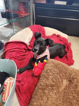 Labrador Retriever Dogs Available for Adoption in New Rochelle, New York - Icee | PetCurious