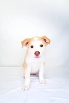 Janice Avery -  Great Pyrenees Dog Available for Adoption in Bixby, Oklahoma - Janice Avery | PetCurious