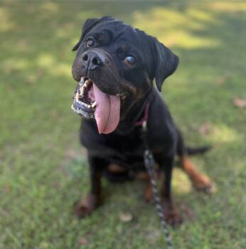Rescue Rottweiler Dogs for Adoption in Peconic, New York - Maisel | PetCurious