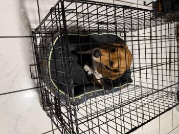 Miss Lilly -  Beagle Dog for Adoption in Tulsa, Oklahoma - Miss Lilly | PetCurious