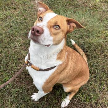 Rescue Carolina Dog Dogs for Adoption in Franklin, North Carolina - Magnolia | PetCurious