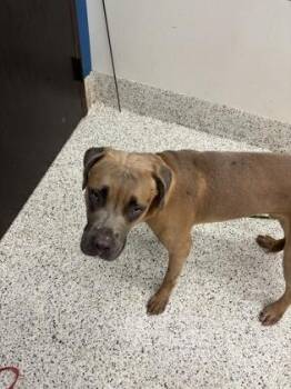 Rizzar -  Cane Corso and Mixed Breed Dog for Adoption in Atlanta, Georgia - Rizzar | PetCurious