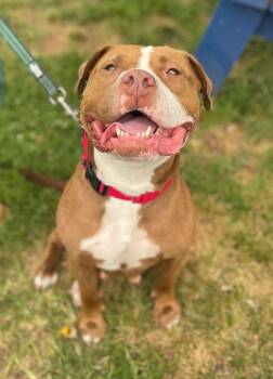 Rescue Pit Bull Terrier Dogs for Adoption in Bridgewater, New Jersey - Ellie | PetCurious