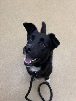 LADY -  Border Collie and Mixed Breed Dog for Adoption in Derwood, Maryland - LADY | PetCurious