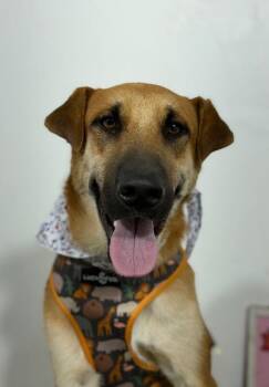 Pepe Cho-One of our Amazing Rescue Dogs -  Rhodesian Ridgeback and Labrador Retriever Dog for Adoption in Carlsbad, California - Pepe Cho-One Of Our Amazing Rescue Dogs | PetCurious