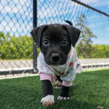 Mixed Breed Dogs Available for Adoption in Bradenton, Florida - Ulga | PetCurious