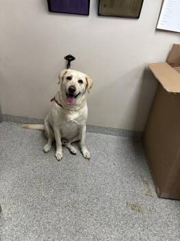 Labrador Retriever Dogs Available for Adoption in Pasadena, Texas - TUCKER | PetCurious