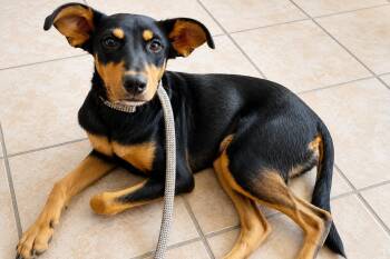XOCHIL -  Doberman Pinscher and Miniature Pinscher Dog for Adoption in Palm Desert, California - XOCHIL | PetCurious