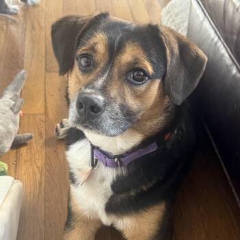 Beagle Dogs Available for Adoption - Hamish | PetCurious