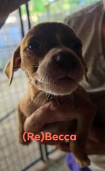 Rebecca -  Chocolate Labrador Retriever and Mixed Breed Dog for Adoption in Hortense, Georgia - Rebecca | PetCurious