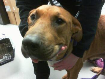 A1268779 -  German Shepherd Dog and Labrador Retriever Dog for Adoption in Charlotte, North Carolina - A1268779 | PetCurious