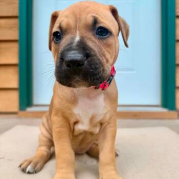 Fanny D12225 -  American Bulldog and English Bulldog Dog for Adoption - Fanny D12225 | PetCurious