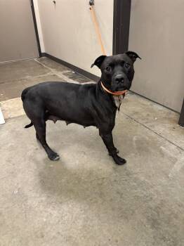DAZI -  Pit Bull Terrier Dog for Adoption in Ontario, California - DAZI | PetCurious