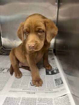 Chocolate Labrador Retriever Dogs Available for Adoption in Hopkinsville, Kentucky - Forrest | PetCurious