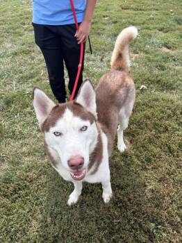 Zeus -  Husky Dog for Adoption in Winchester, Virginia - Zeus | PetCurious