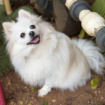 Juliet -  Pomeranian Dog for Adoption in Garland, Texas - Juliet | PetCurious