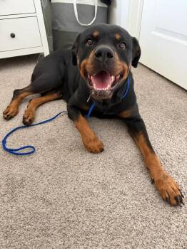 Rottweiler Dogs Available for Adoption - Piper | PetCurious