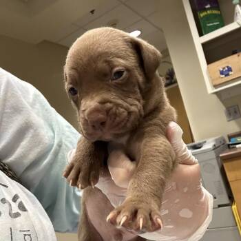 Mixed Breed Dogs Available for Adoption in Chattanooga, Tennessee - Lindor | PetCurious