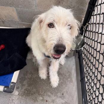 Jeycob -  Newfoundland Dog and Standard Poodle Dog for Adoption in Clearwater, Florida - Jeycob | PetCurious