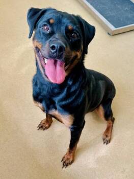 Rottweiler Dogs Available for Adoption in Derwood, Maryland - ROXANNE | PetCurious