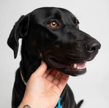 OCTANE -  Black Labrador Retriever Dog for Adoption in Houston, Texas - OCTANE | PetCurious