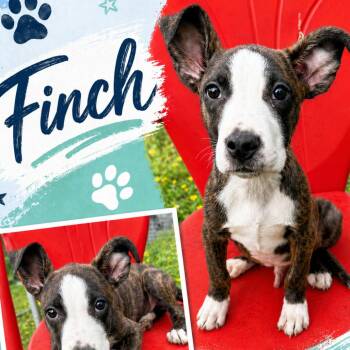 Terrier Dogs Available for Adoption in Hackett, Arkansas - Finch | PetCurious
