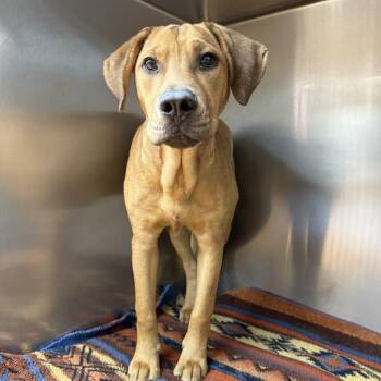 Mixed Breed Dogs Available for Adoption - SFTS-Stray-10093 | PetCurious