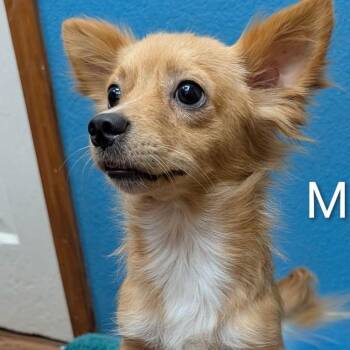 Woody -  Chihuahua Dog for Adoption in Carrollton, Texas - Woody | PetCurious