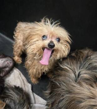 BROW/TN -  Mixed Breed Dog for Adoption in Dallas, Texas - BROW/TN | PetCurious